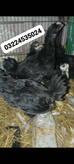 Australorp chicks (03224535024)