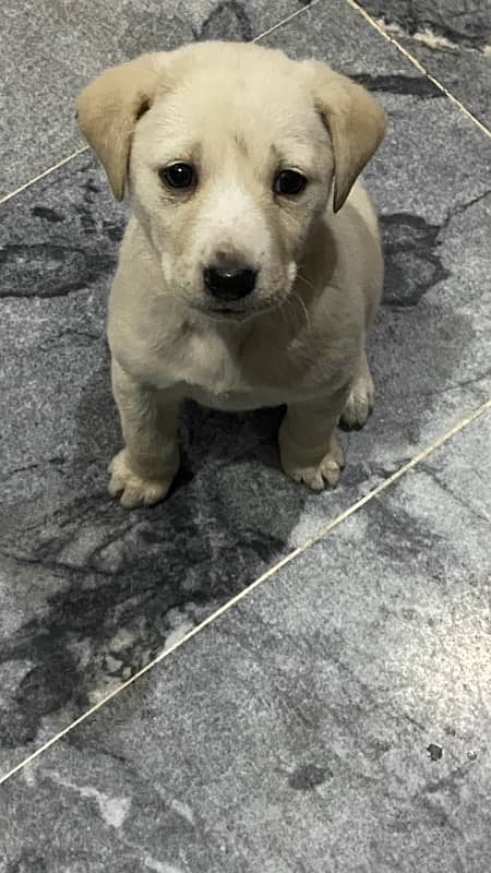 pure labrador female puppy for sale 2