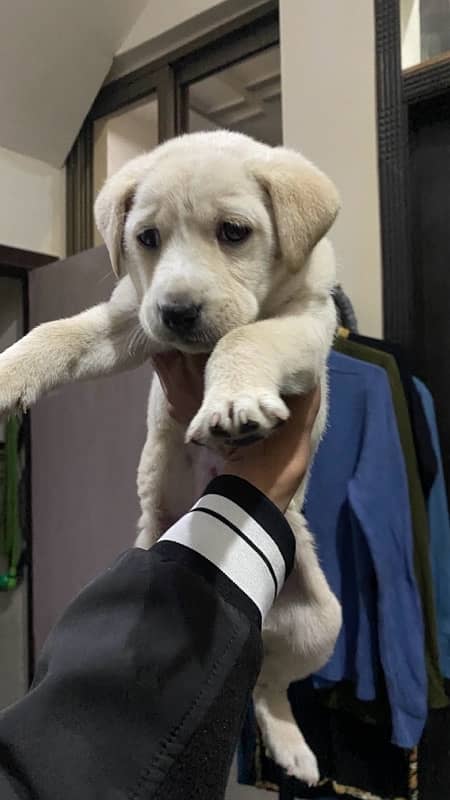 pure labrador female puppy for sale 3