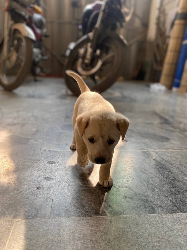 pure labrador female puppy for sale 1