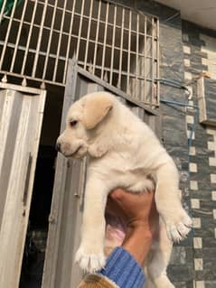 pure labrador female puppy for sale