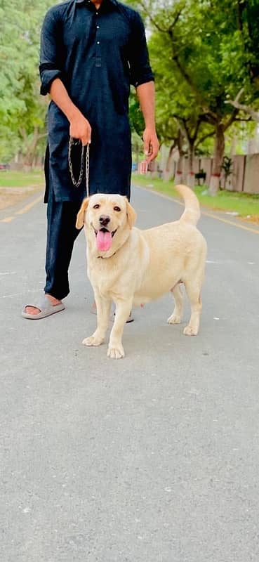 pure labrador female puppy for sale 7