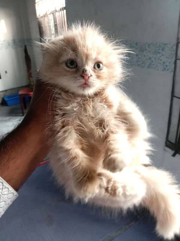 Persian cat My WhatsApp number 03304246398 for sale 0