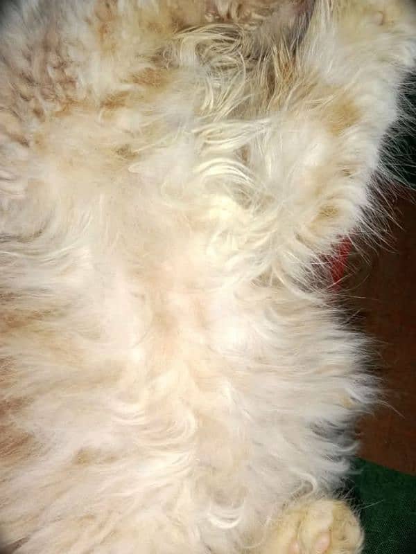 Persian cat My WhatsApp number 03304246398 for sale 1