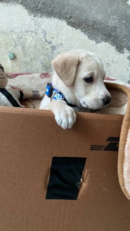 pure labrador female puppy for sale 6