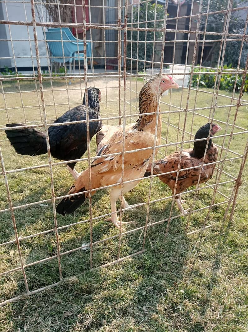 Aseel hens supreme quality 2