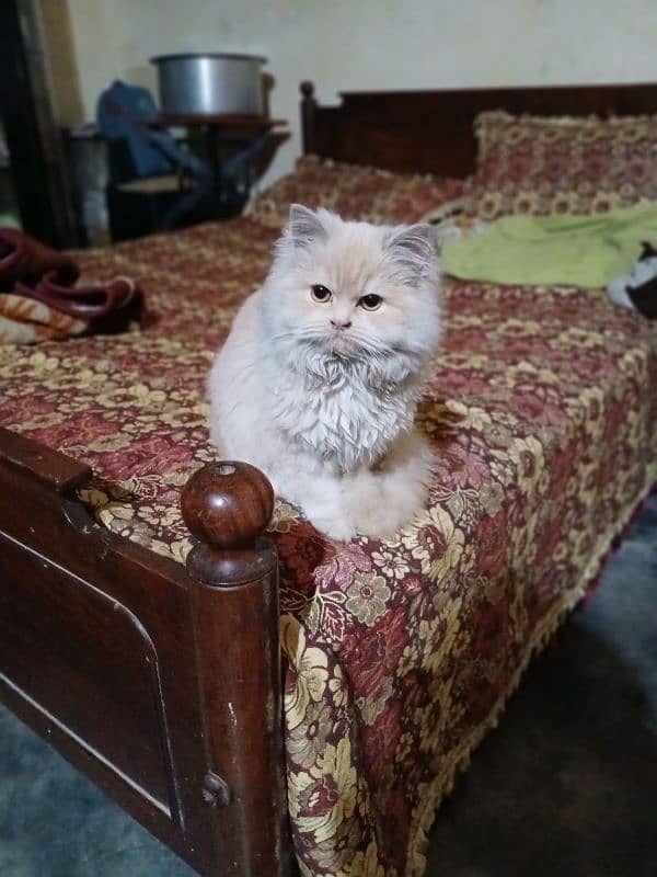 Persian cat 0