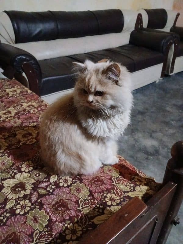 Persian cat 1