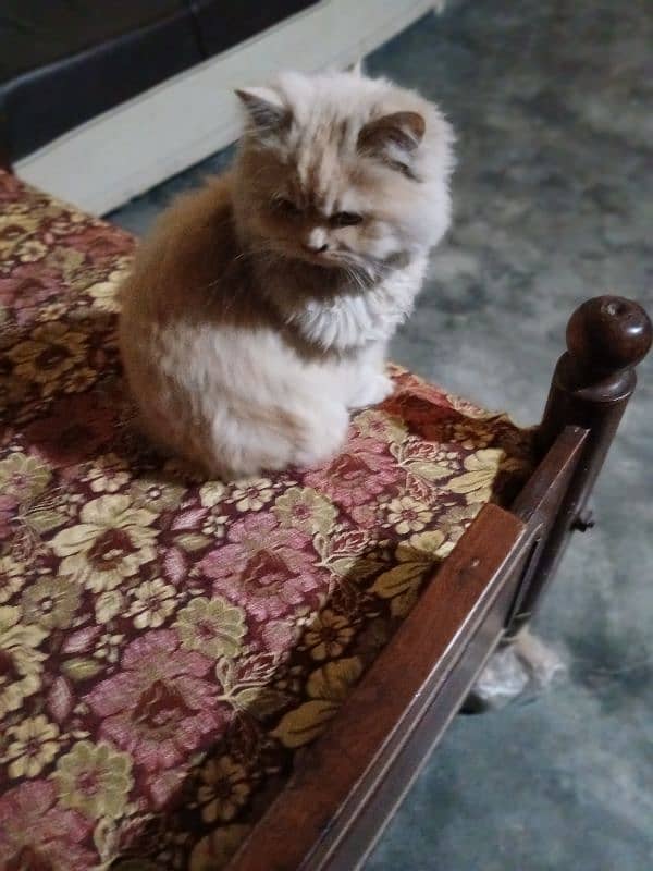 Persian cat 2