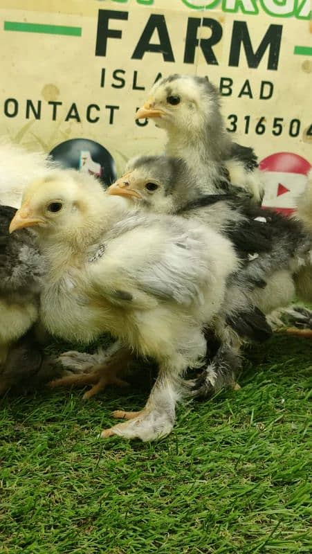 Blue Heavy Buff Chicks (40 Days old) 1