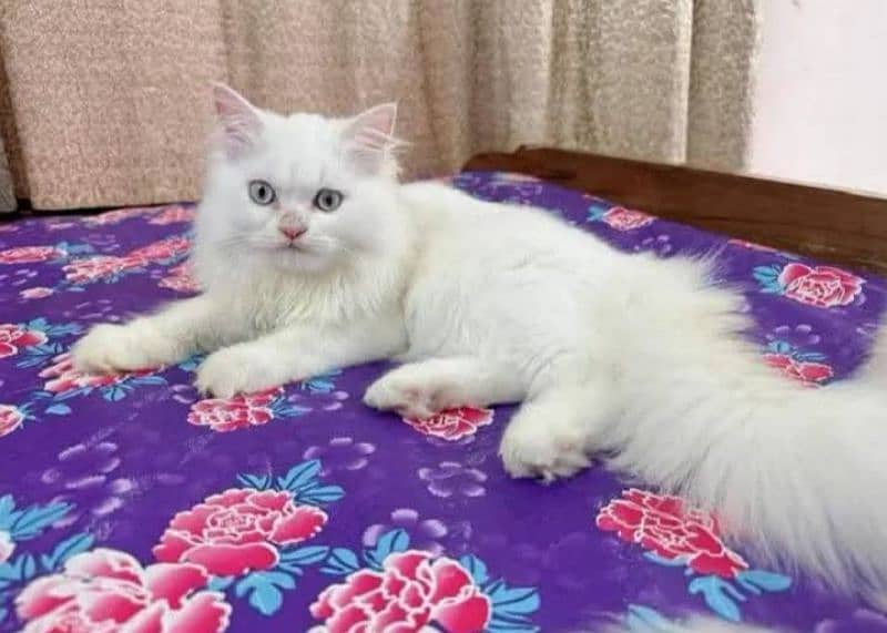 Persian cat for sale 0