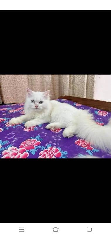 Persian cat for sale 1