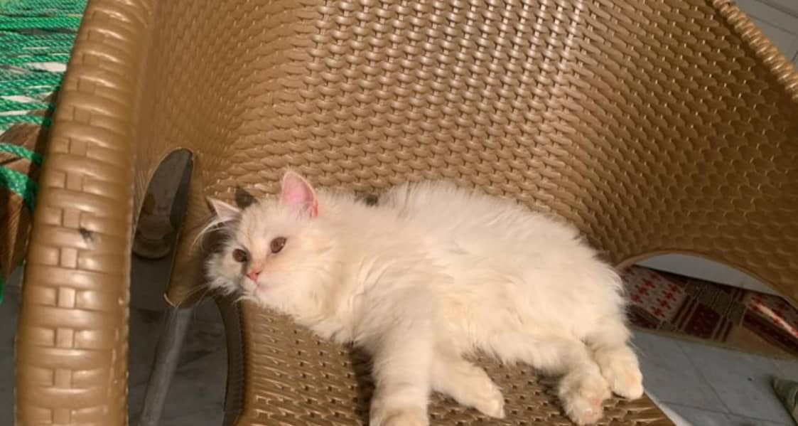 Persian kitten for adoption 3