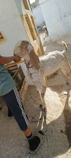 makka cheena bakra age 13 month