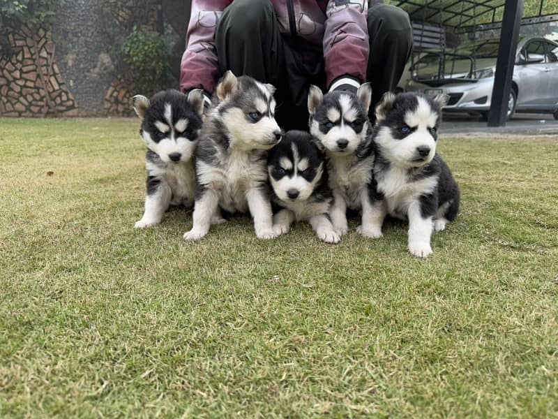 siberian husky 1