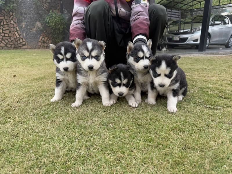 siberian husky 2