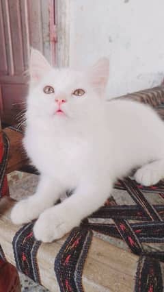 Persian cat for sale