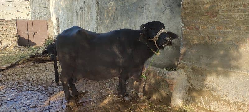 BUFFALOW FOR SALE 1