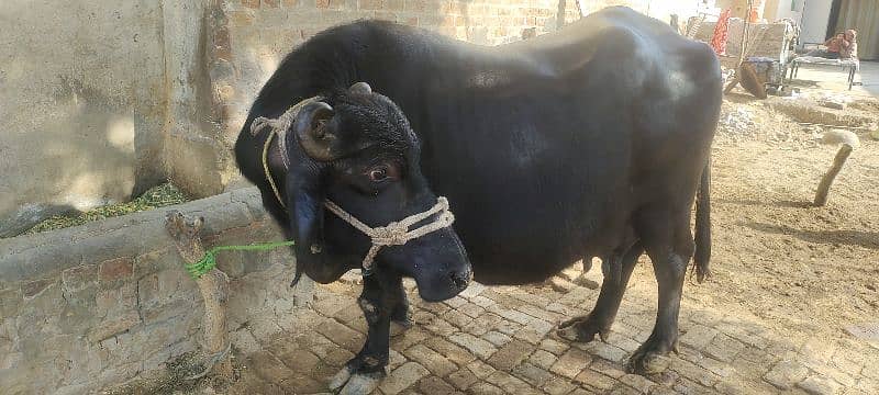 BUFFALOW FOR SALE 5