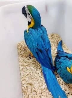 blue macaw parrot chips for sale 0336*14*38*647