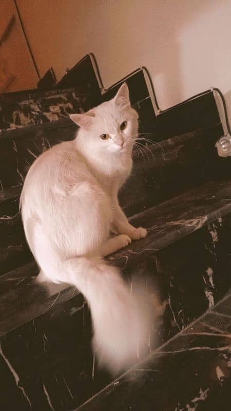 Turkish angora 0