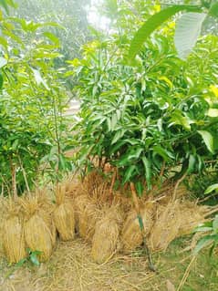 Grafted Mango plants