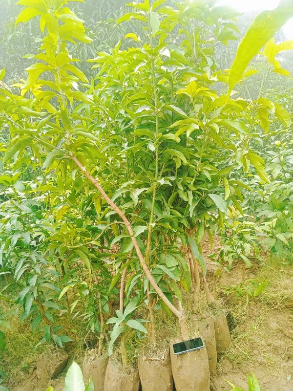 Grafted Mango plants 3