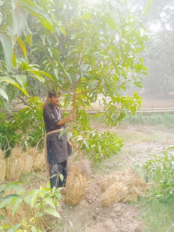 Grafted Mango plants 4