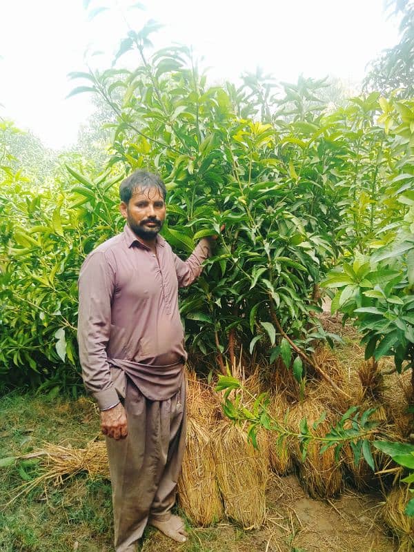 Grafted Mango plants 5