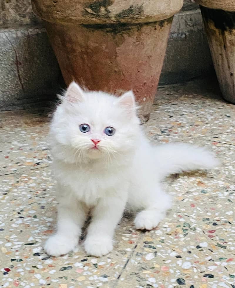 GIFT QUALITY PURE BREED KITTENS(cash on delivery)Persian 1