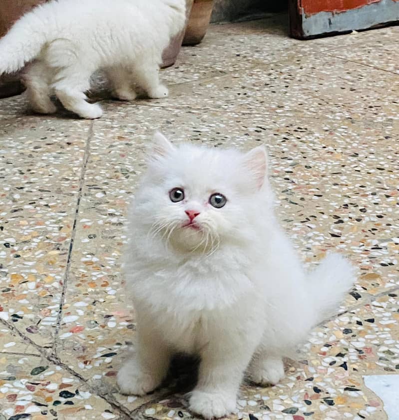 GIFT QUALITY PURE BREED KITTENS(cash on delivery)Persian 2