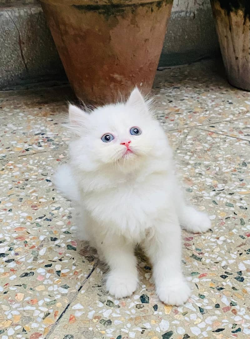 GIFT QUALITY PURE BREED KITTENS(cash on delivery)Persian 3