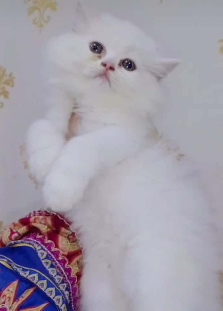 GIFT QUALITY PURE BREED KITTENS(cash on delivery)Persian 6