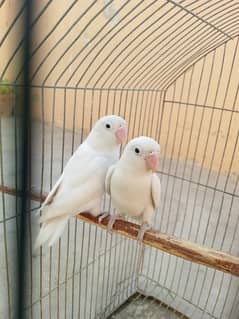 Albino and violet