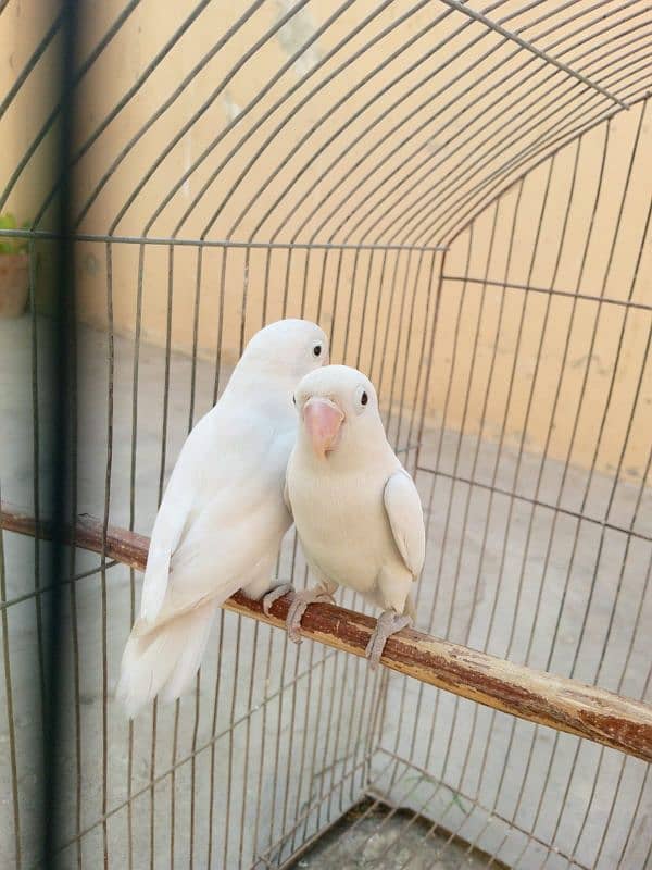 Albino and violet 1