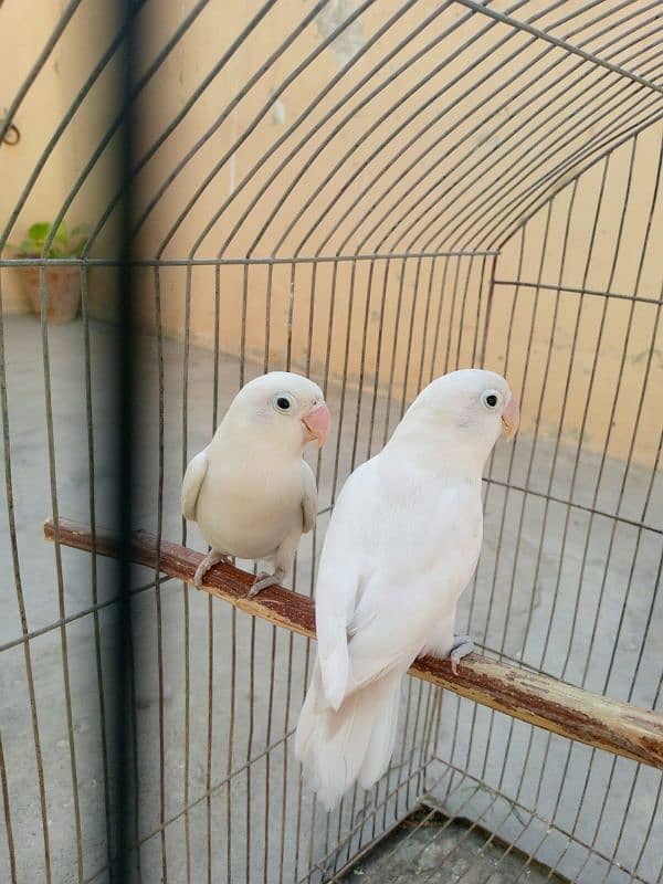 Albino and violet 2