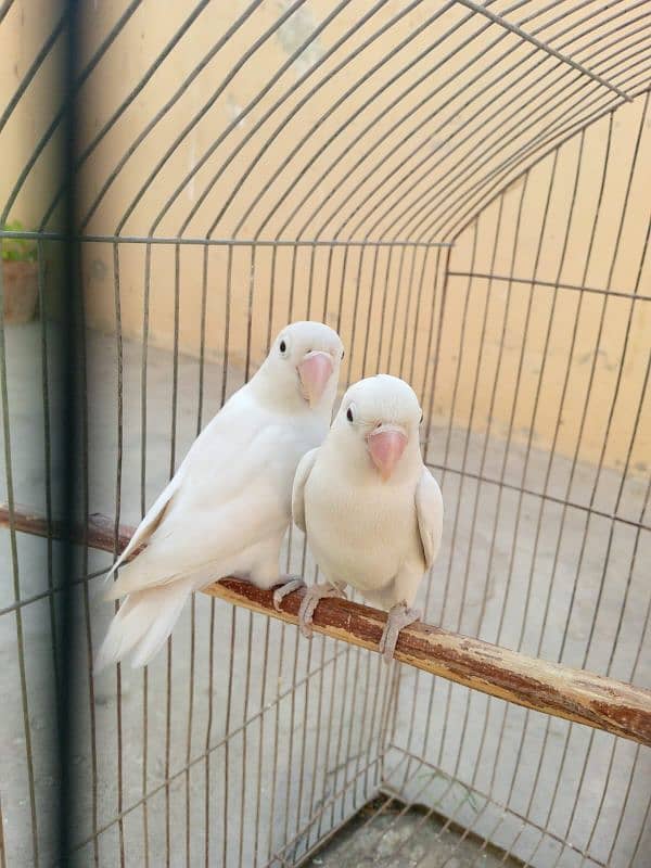 Albino and violet 3