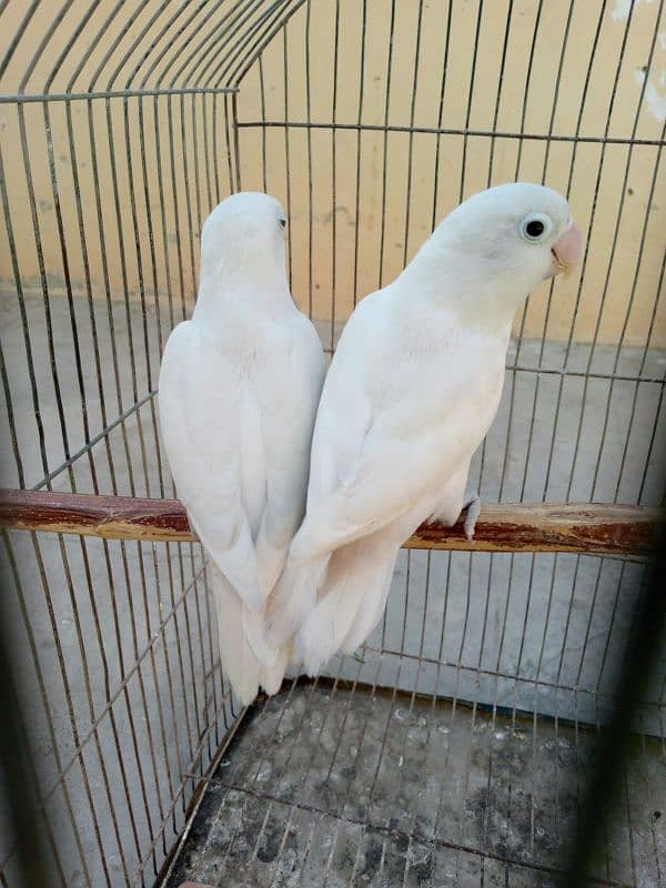 Albino and violet 5