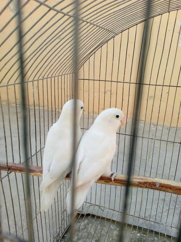 Albino and violet 7