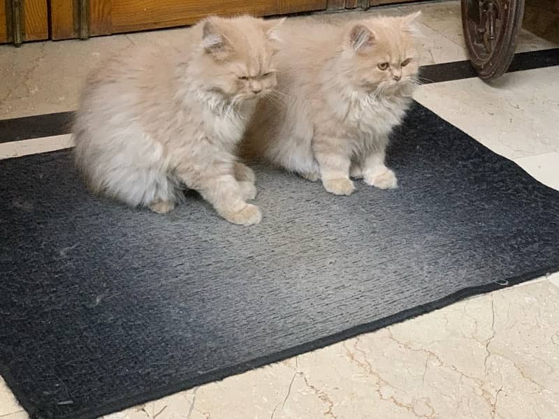 Persian kittens for sale, Age 4 month 1