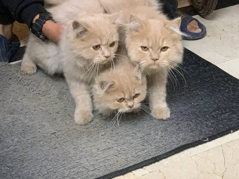 Persian kittens for sale, Age 4 month 2