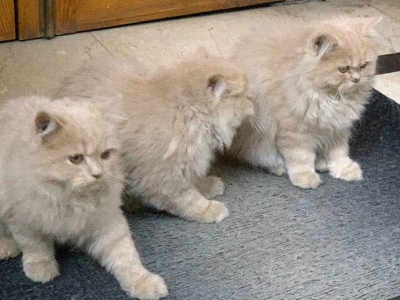 Persian kittens for sale, Age 4 month 3