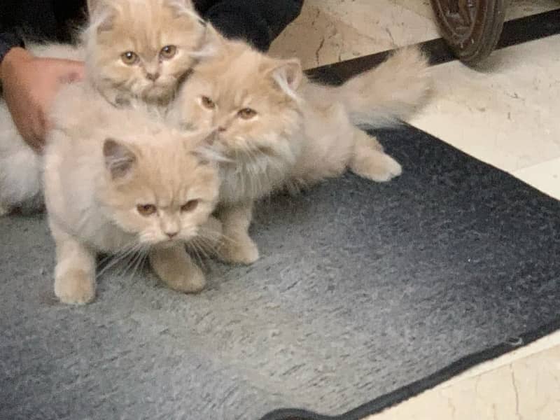 Persian kittens for sale, Age 4 month 4