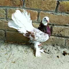 Lucka Pigeon