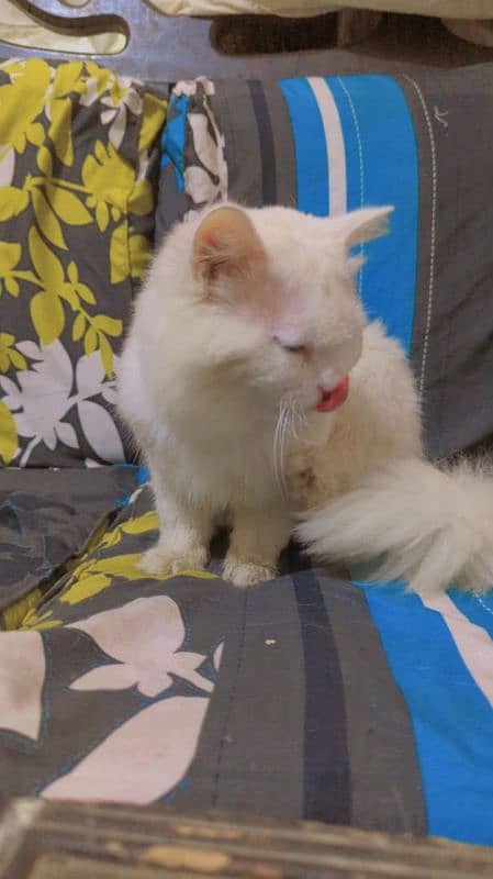 Persian Male Cat 3