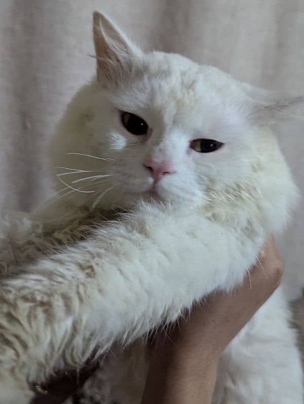 Persian Male Cat 6