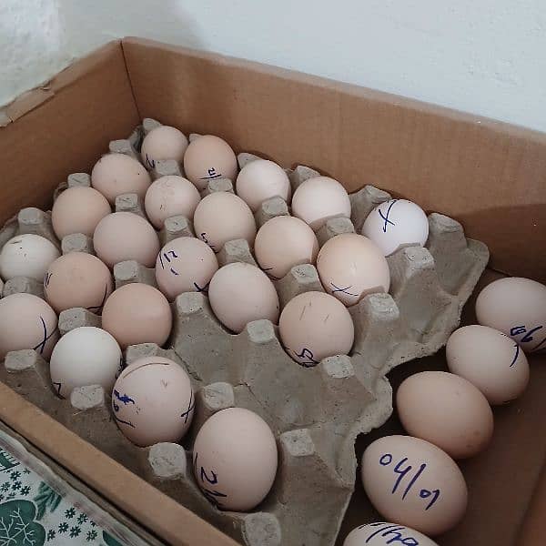 Thai aseel eggs (fertile eggs) 9