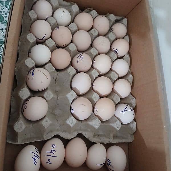 Thai aseel eggs (fertile eggs) 12