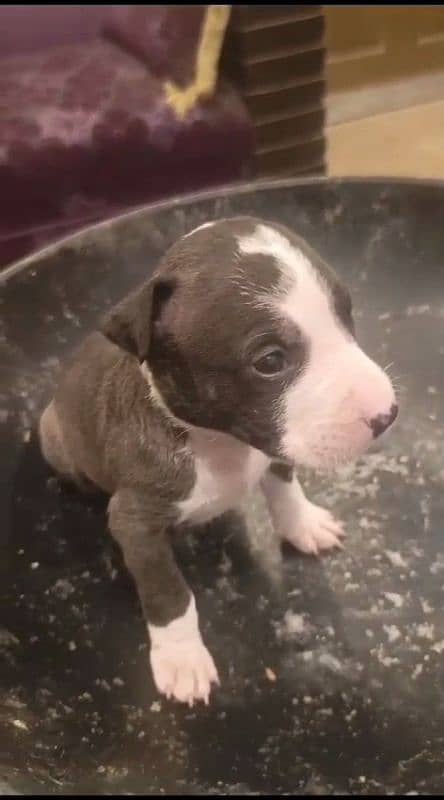 Pitbull puppy 3