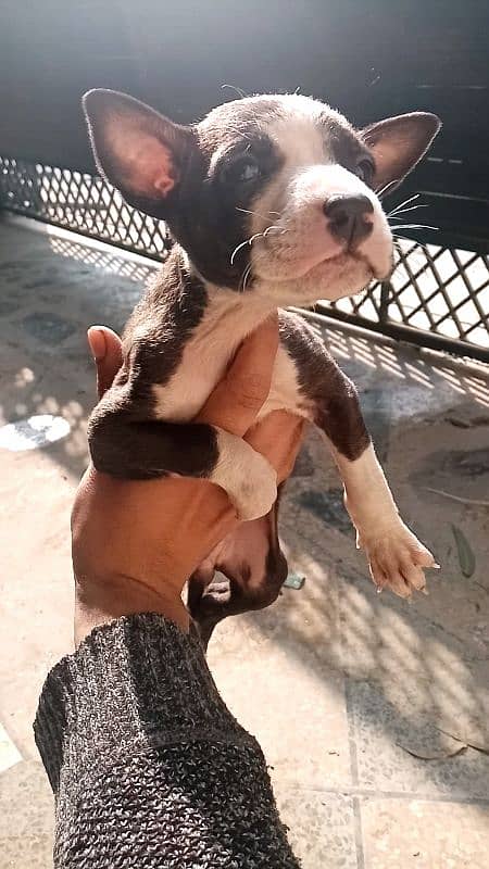 Pitbull puppy 4